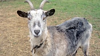 A picture of a goat in a field