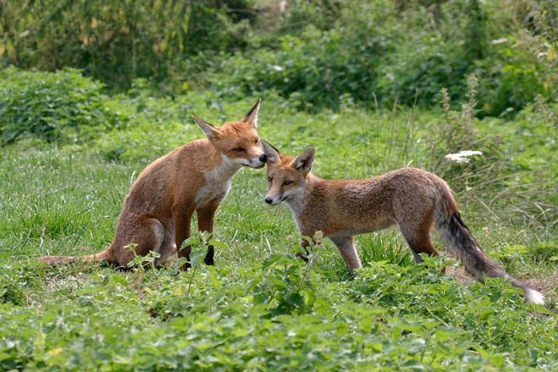 Two red foxes interact in a lush, green grassy field, with one sitting and gently nuzzling the ear of the other who stands facing them.