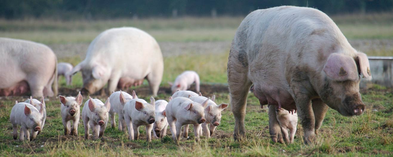 A group of large pale pink pigs and their small piglets walking together in a grassy field.