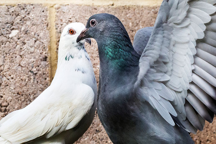 A white pigeon and a dark grey pigeon stand close together in front of a brick wall.