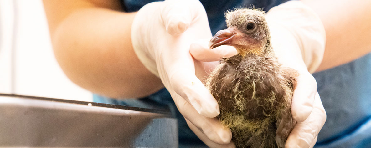 A vet wearing white gloves gently supports a fluffy fledgling pigeon on a metal examination table.