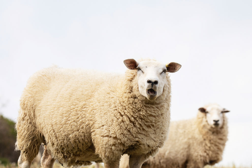 A fluffy, white sheep stands in the foreground looking directly forward with their mouth open as if bleating, whilst another sheep rests in the background.