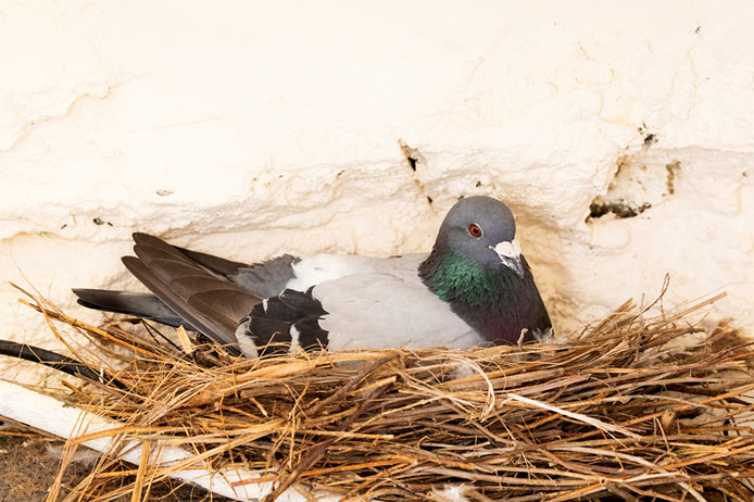 A grey and black pigeon sits carefully on a nest of twigs.