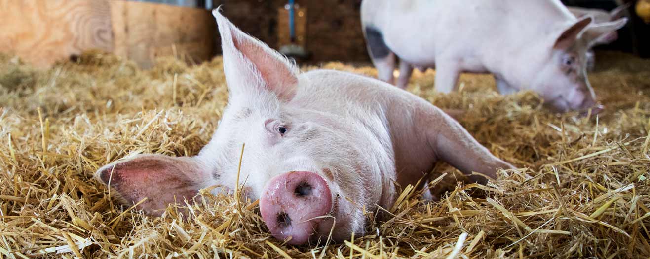 A pale pink pig lying comfortably on their side on a thick bed of golden straw inside a barn.