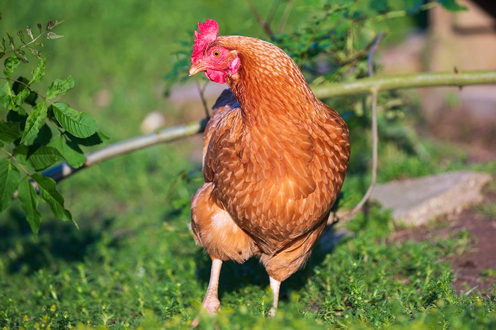 Brown hen with red comb and patterned feathers standing outdoors in green garden grass.