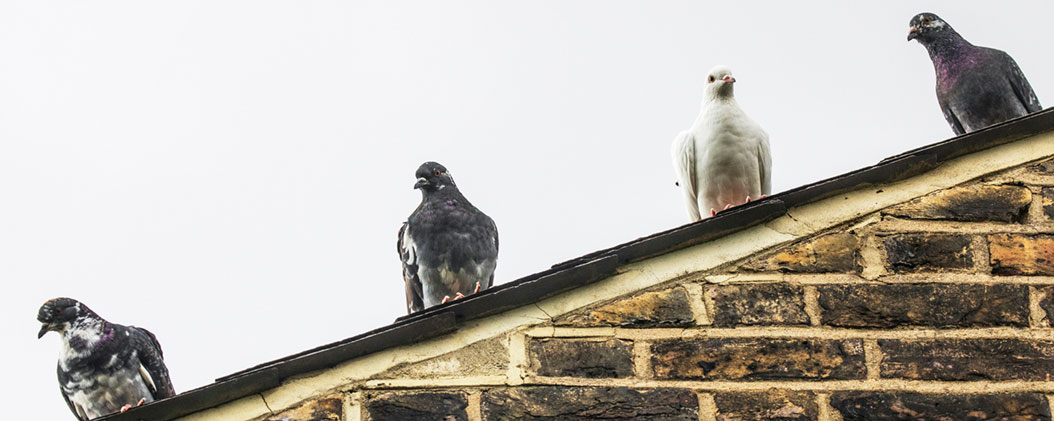 Four pigeons, including one white bird, perch along the ridge of a sloped brick and slate roof.