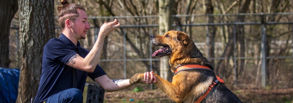 dog training a German Shepherd Cross outside