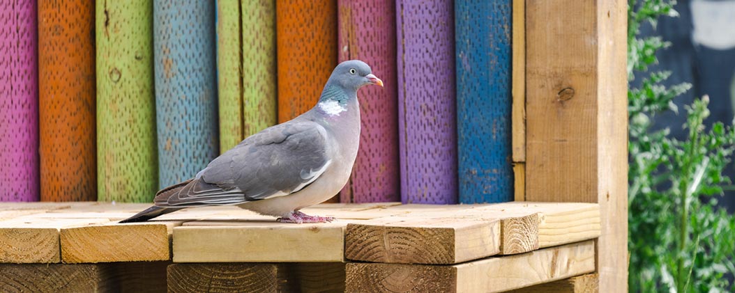 A wood pigeon stands on a wooden platform against a backdrop of colourful painted logs.