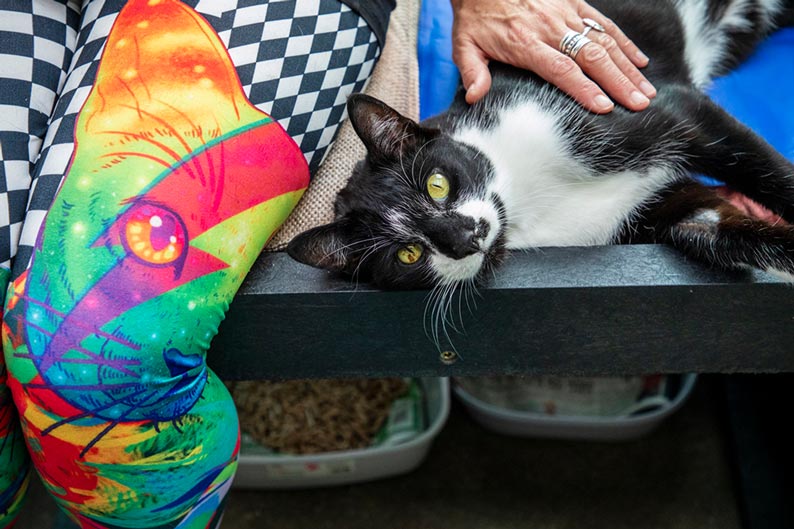 A black and white tuxedo cat rests comfortably on a bench, looking directly upwards while a person gently strokes their side.