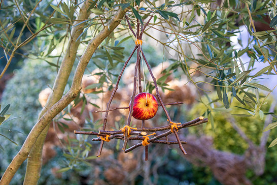 A handmade bird feeder crafted from tied sticks holds a fresh apple in a tree.