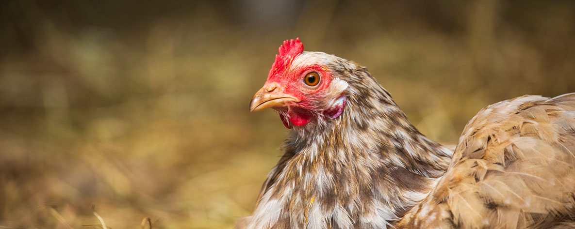 A close-up of a brown and white speckled chicken resting on a bed of hay.