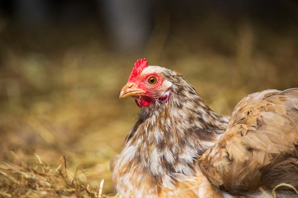 A close-up of a brown and white speckled chicken resting on a bed of hay.