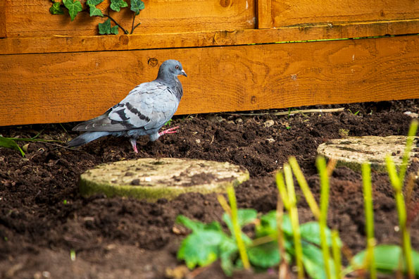 A grey pigeon walks across dark soil in a garden bed near a wooden fence.