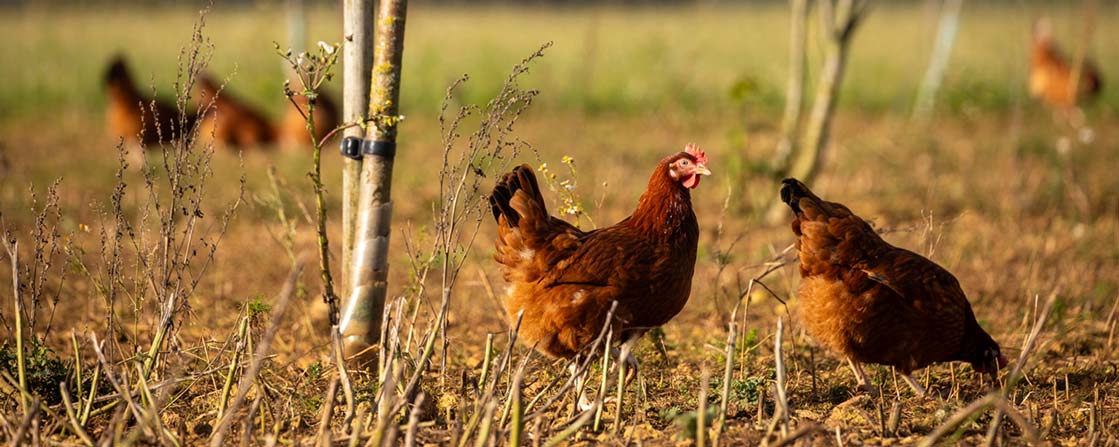 Two brown chickens forage in a field of sparse grass near a wooden post.