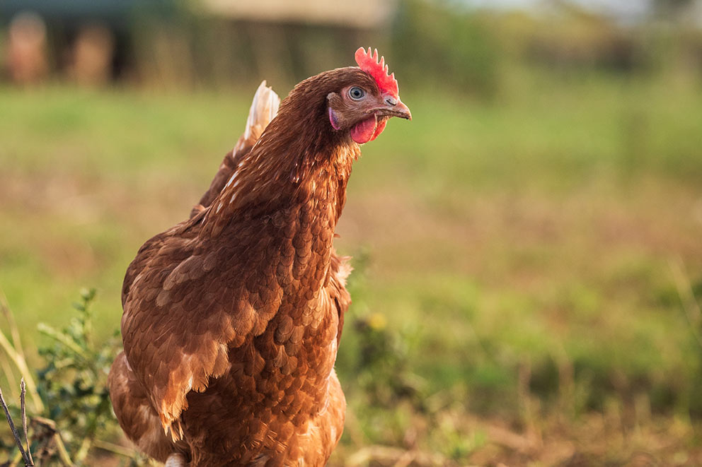 A reddish-brown chicken stands in a sunlit grassy field, looking back over her shoulder.