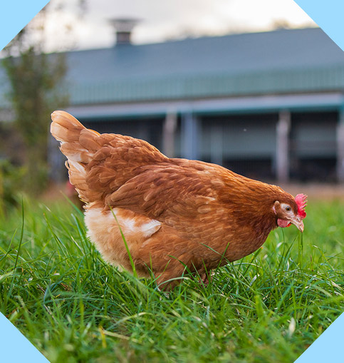 A reddish-brown chicken pecks at grass in front of a blurred farm building.