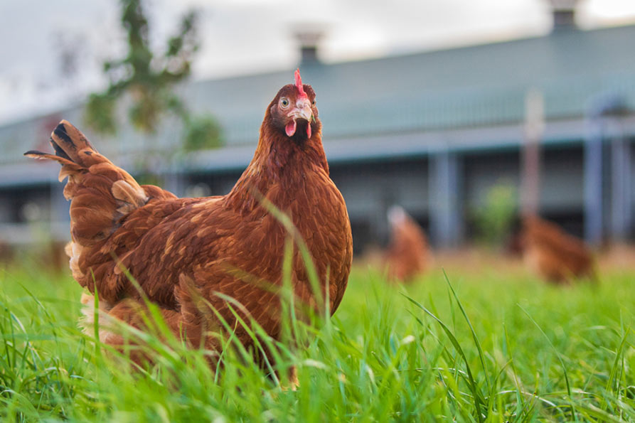 A reddish-brown chicken stands in tall grass in front of a blurred farm building.