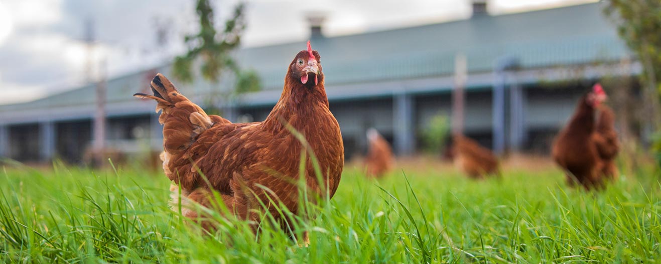 A reddish-brown chicken stands in tall grass in front of a blurred farm building.