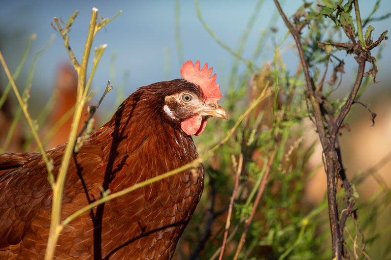 A close-up profile of a brown chicken standing behind thin plant stems.