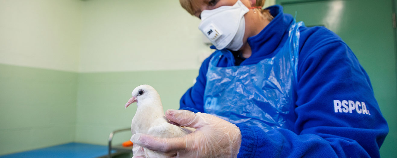An RSPCA worker wearing PPE gently holds a white pigeon.