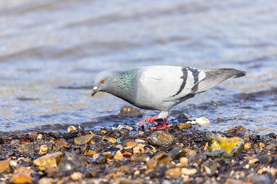 A grey pigeon stands on a pebbled beach near the water's edge.