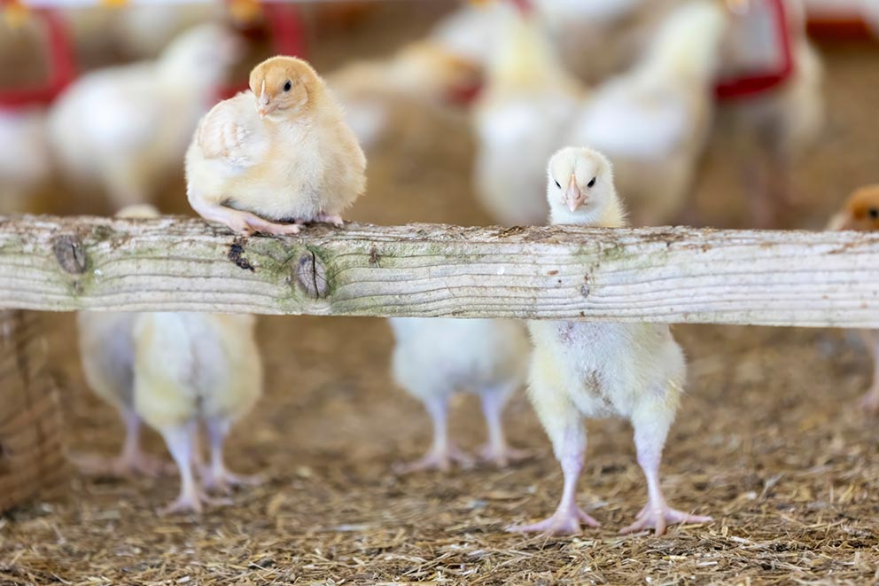 A pale yellow chick sits on a low wooden beam while another stands below her in a straw-filled barn.