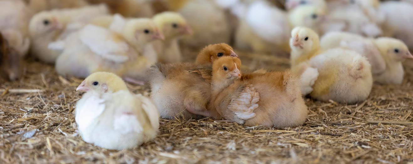 A group of young, fluffy chicks rests together on a bed of dry straw.