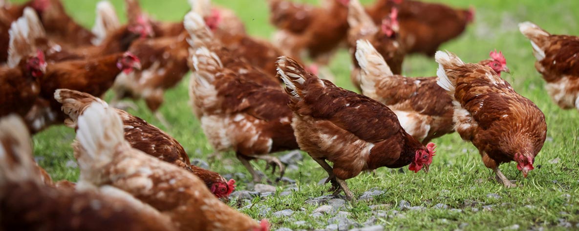 A flock of brown chickens peck at the ground in a green grassy field.
