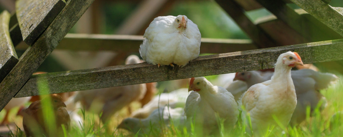 A white chicken perches on a wooden beam above a group of chickens in a grassy field.