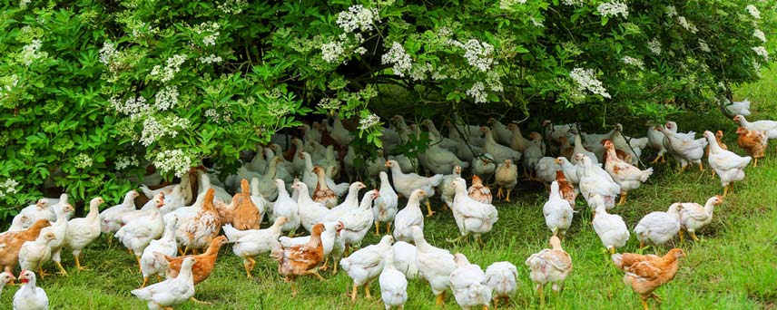 Large group of white and brown chickens roaming outdoors beneath green leafy trees.