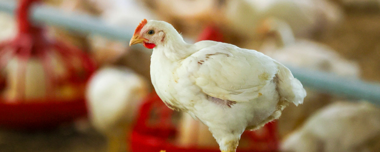 A young white chicken stands on a pile of hay inside a poultry barn.