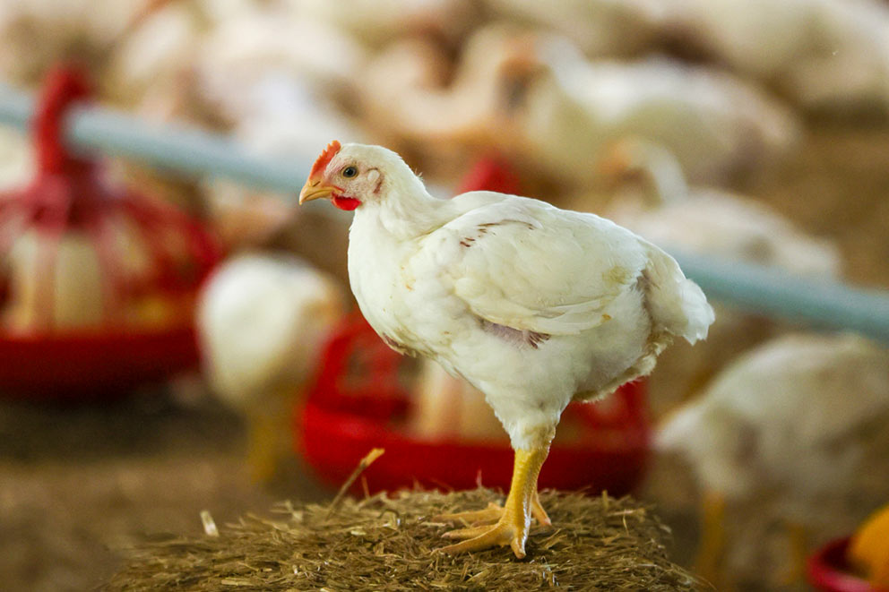A young white chicken stands on a pile of hay inside a poultry barn.