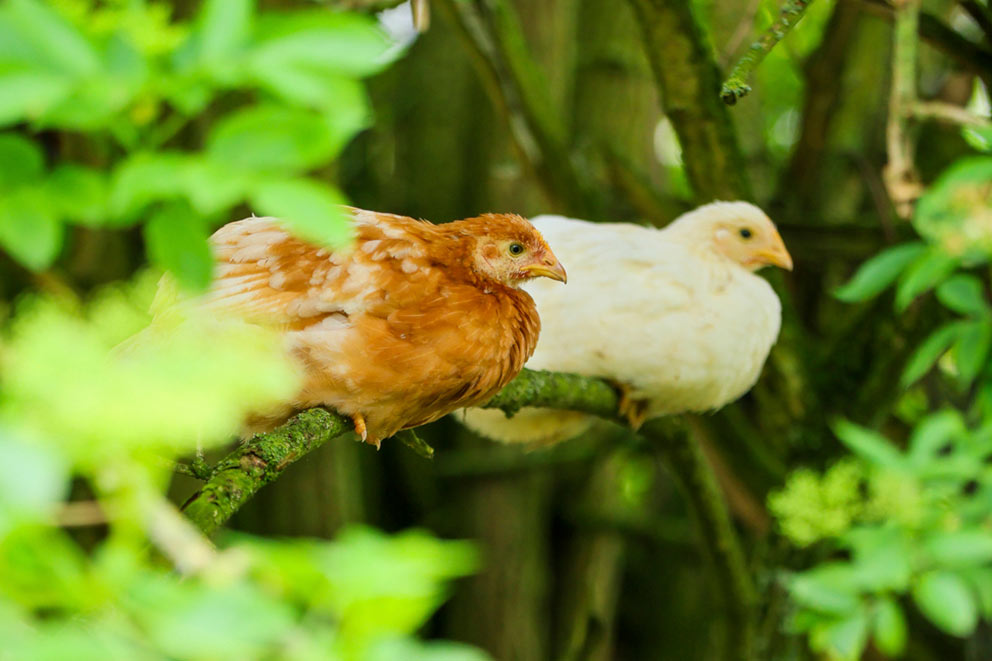 Two young chickens, one brown and one white, perch together on a tree branch.