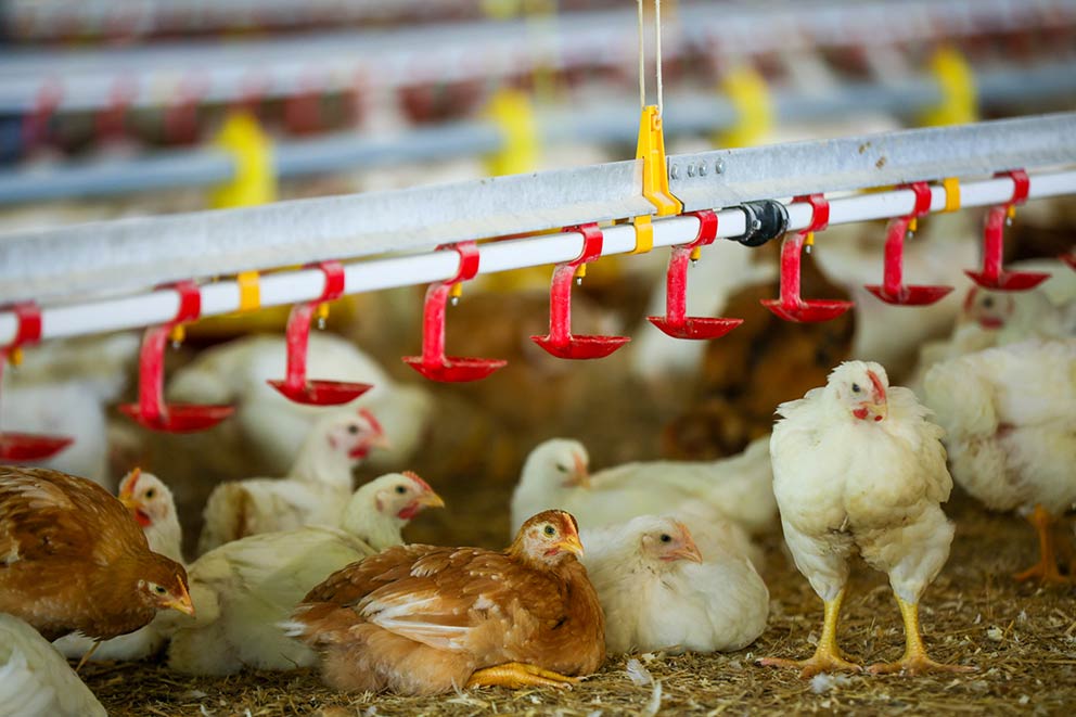 White and brown chickens resting beneath red feeding lines inside a large poultry barn.