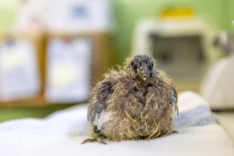 A fluffy pigeon hatchling sits on a white towel in a clinical setting.