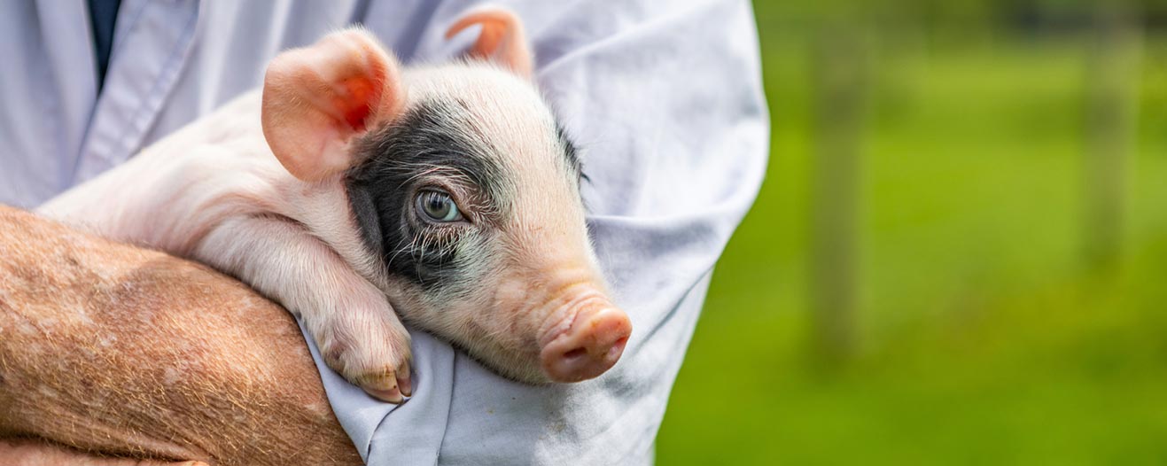 A person holding a small, pale pink piglet with a black patch over their eye against a bright green background.
