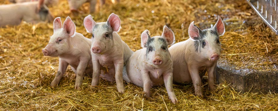 Four small piglets sitting side by side on a thick bed of golden hay.