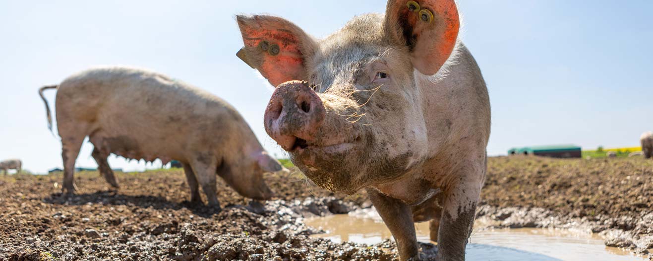 A muddy, pale pink pig standing in a puddle and looking directly at the camera, with another pig in the background.