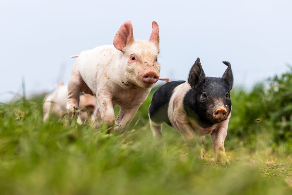 Two young piglets, one pale pink and one black and pink, running playfully through green grass.