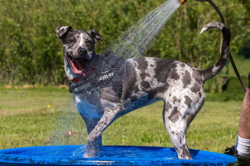 Connie the lurcher is enjoying being hosed with water on a hot day.