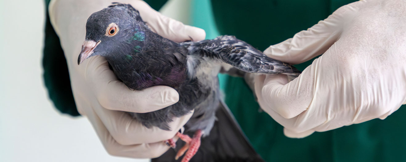 Gloved hands gently hold a dark grey pigeon while carefully examining their outstretched wing.