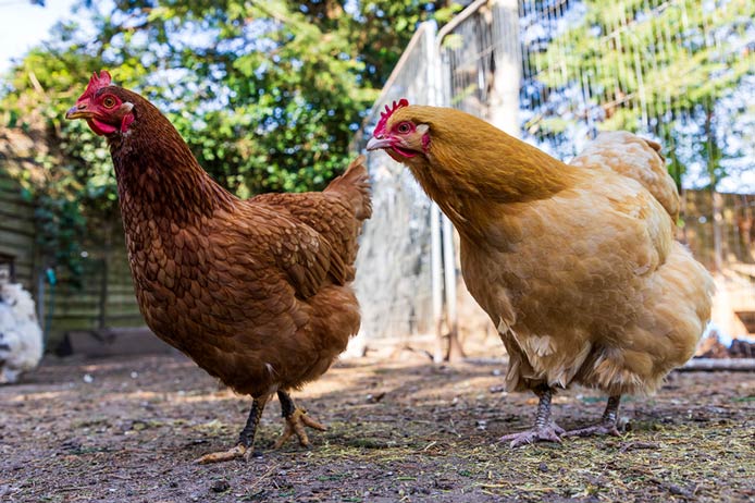 Two chickens, one reddish-brown and one golden buff, stand together in a sunny garden.