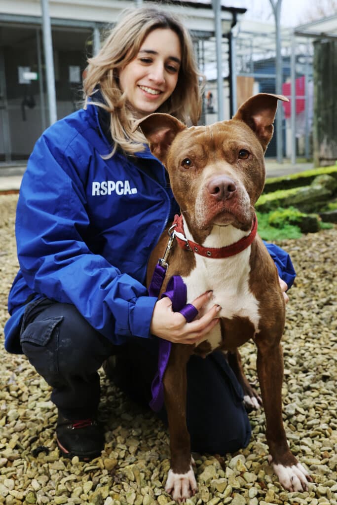 An RSPCA staff member with a brown pitbull dog.