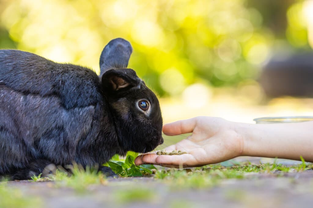 A black rabbit being hand fed some pellets.