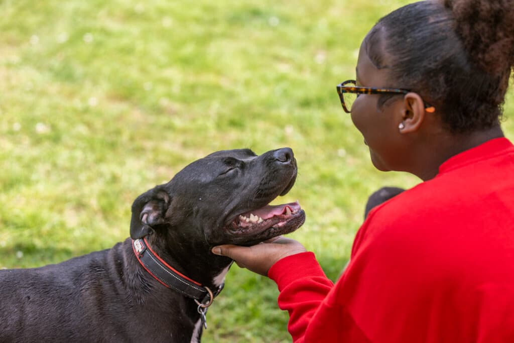A large black cross-breed dog looking up at their owner.