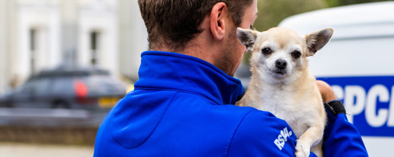 An RSPCA staff member holding a chihuahua cross on his shoulder.
