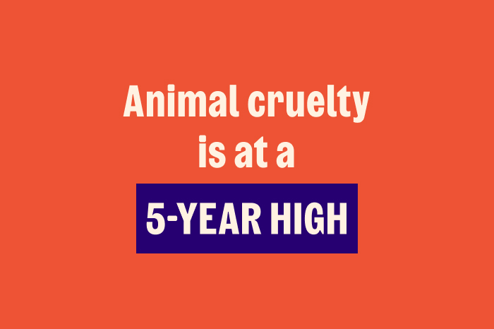 Graphic with text that reads: "Animal cruelty is at a 5-year high."