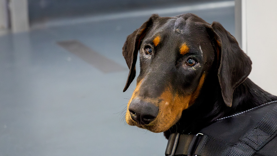 A close-up portrait of a black and tan Doberman dog wearing a black harness looking upwards.