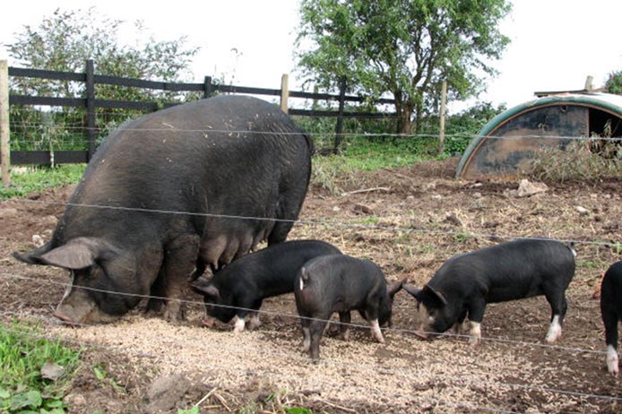 A large black Berkshire pig and their small black and white piglets eating on the dirt ground behind a wire fence.