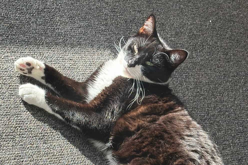 A black and white cat stretches out comfortably on a grey carpet in a patch of bright sunlight.